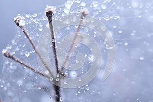 Drops of frost on a branch with a web. Macrophotography. Abstract natural background of winter