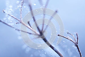 Drops of frost on a branch with a web. Macrophotography. Abstract natural background of winter