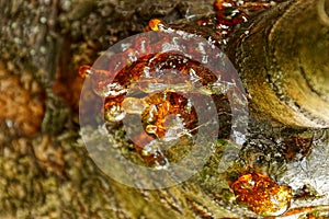 Drops of frozen resin on the bark of a tree