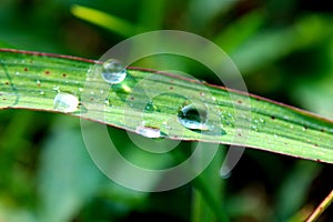 Drops on the grass photo