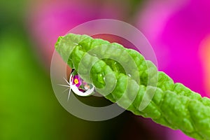 Drops with green grass and flowers