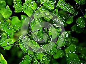 Drops on green leaves foliage Adiantum capillus-veneris ,acthiopicum ,Parco dei Nebrodi ,Sicily ,ltaly ,black Maidenhair fern