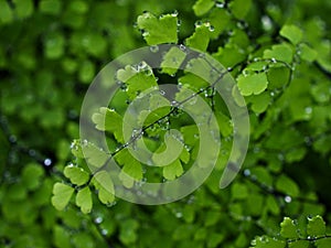 Drops on green leaves foliage Adiantum trapeziforme ,giant maidenhair ,Sicily ,diamond Maidenhair fern ,venus Ferns ,Venushair photo