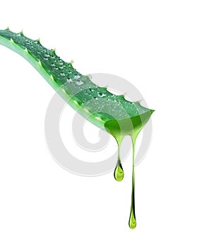 Drops of juice flowing from wet aloe vera stem isolated on white background