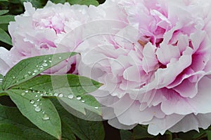 Drops leaf dew watter flower rain