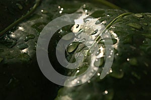 Drops in the leaf