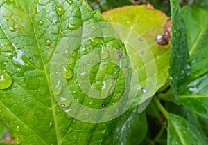 Drops on a leaf after a rain