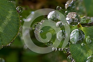 Drops on leaves