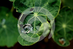 Drops and leaves close-up