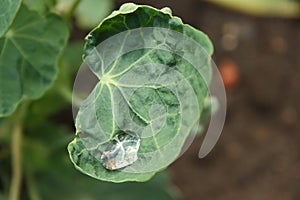 Drops and leaves close-up