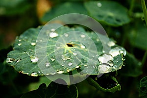 Drops and leaves close-up