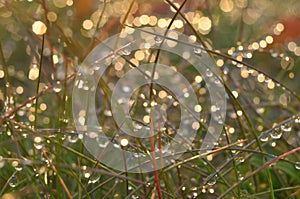 Drops and lights on grass macro.