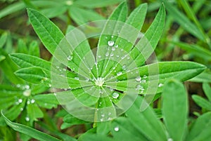 Drops on a Lupin