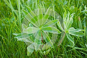 Drops on a Lupin