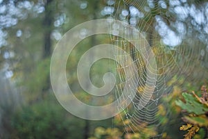 Drops of morning dew on a beautiful spider web on an autumn morning in the woods