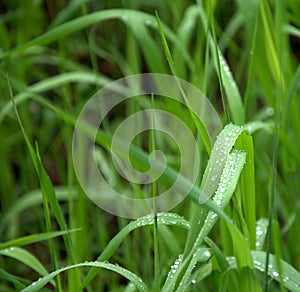 Drops of morning dew on bent stems of green grass