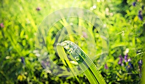 The drops of morning dew on the broad grass reflect the sky.