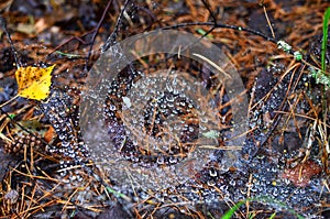 Drops of morning dew on a cobweb in the forest in the autumn season. Spider web background