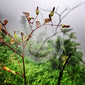 Drops of morning dew on cobwebs with mountain mist