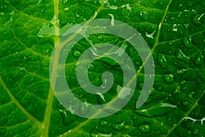 Closeup of a green leaf photo