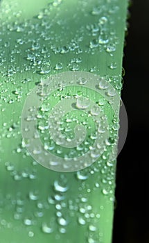 Drops of morning dew on a grass stem. Light areas from the breaking sun.