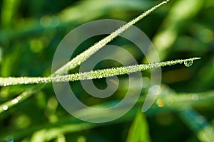 Drops of morning dew on the grass in the sun. Macro