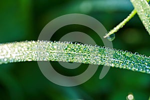 Drops of morning dew on the grass in the sun. Macro