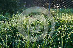 Drops of morning dew on the grass in the sun. Macro