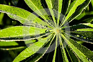 Drops of morning dew on the green leaves of a lupine with reflections of the dawn sun