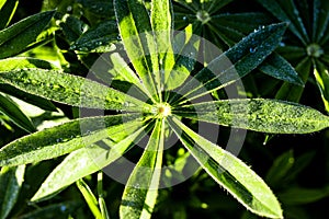 Drops of morning dew on the green leaves of a lupine with reflections of the dawn sun