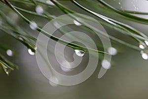 Drops of morning dew on pine needles - natural abstraction.