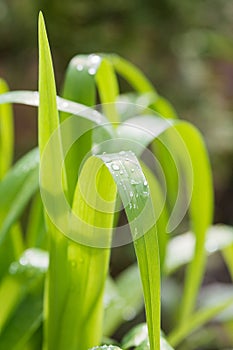 Drops of morning dew on a plant with long leaves at dawn