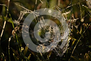COBWEB