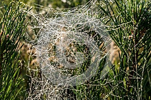 Drops of morning dew on a spider web on pine branches at sunrise