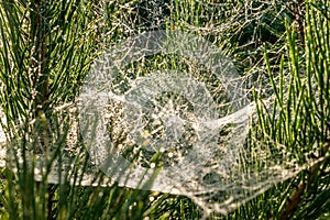 Drops of morning dew on a spider web on pine branches at sunrise