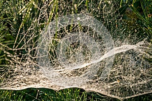 Drops of morning dew on a spider web on pine branches at sunrise