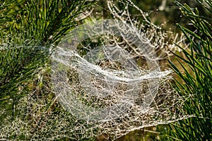 Drops of morning dew on a spider web on pine branches at sunrise