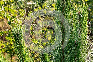 Drops of morning dew on a spider web on pine branches at sunrise