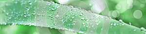 Drops of morning dew on a stem of grass against a background of abundant green vegetation