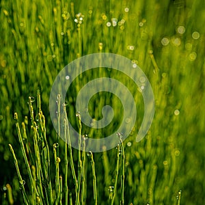 Drops of morning dew on the stems of a horsetail plant in a meadow