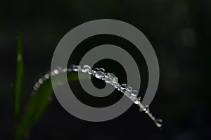 Drops of morning dew on thw grass