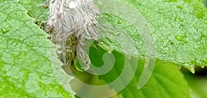 Drops of morning dew on the tip of a bird's feather on a leaf.