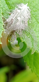 Drops of morning dew on the tip of a bird's feather on a leaf.