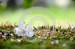 Drops nature flower raindrop water drop macro