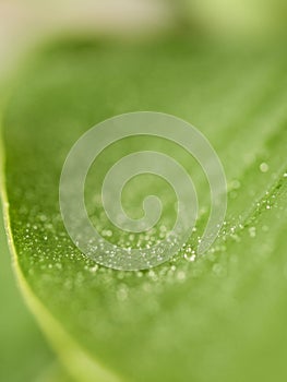 Drops over green leaf