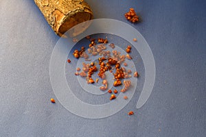 drops of pine amber resin on blue color background