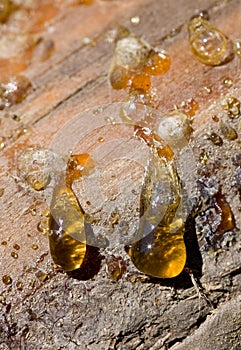 Drops of pine resin