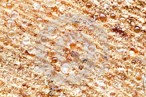 Drops of pine resin on cut wood