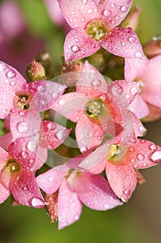 Drops in the pink kalanchoe flowers