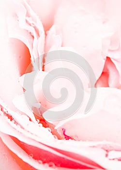 Drops on pink petals of rose